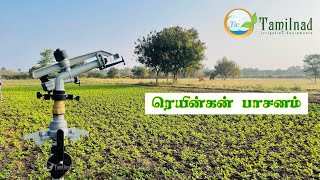 ரெயின்கன்  நிலக்கடலை  | RAINGUN Economic  Groundnut | TAMILNAD IRRIGATION