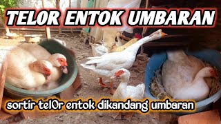 SORTIR TELUR ENTOK FERTIL ENTOK DIKANDANG UMBARAN