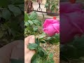 1er Rose De Mon Petit Jardin اول وردة في حديقتي
