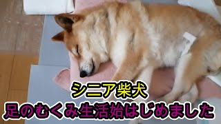 ［シニア柴犬足のむくみ］｛DAISOの低反発クッション｝ゴミが許せない猫　＃犬用歩行器　＃低反発クッション　＃ビーズクッション