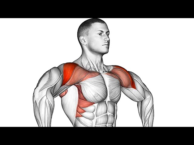 How to Get Wider Shoulders (Posture Correction)