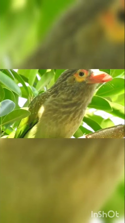 brown headed barbet calling           for full video ''click the link ''https://youtu.be/23wvq3grVPY