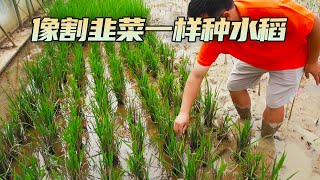 一种多收！像割韭菜一样种水稻你听说过吗？| 农业致富经 Agriculture And Farming