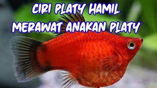 IKAN PLATY (CIRI CIRI PLATY HAMIL) - MERAWAT BURAYAK IKAN PLATY - MAKANAN IKAN PLATY