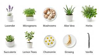 Every Money-Making Plant Explained In 12 Minutes