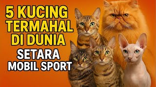 5 Kucing Termahal Di Dunia, Setara Mobil Sport #kucingtermahal