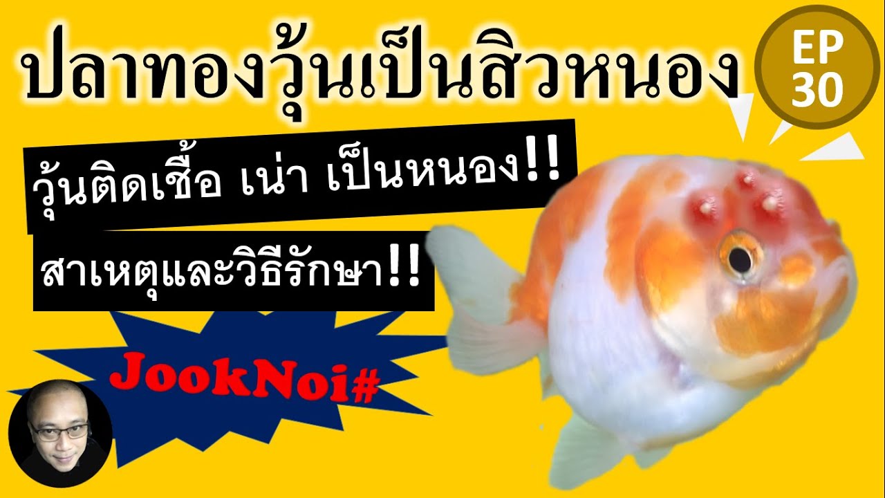 ปลาทองวุ้นเป็นหนอง สิว ติดเชื้อ เน่า ยุ่ย เปื่อย แตก แหว่ง เป็นแผลหลุมลึก สาเหตุและวิธีรักษา EP30