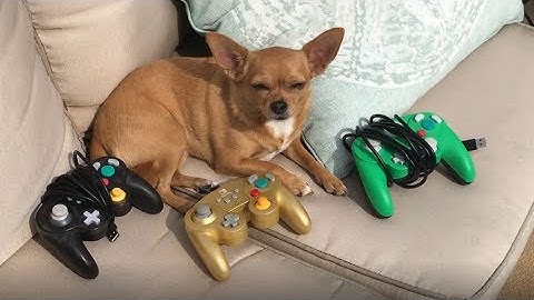 Off Brand Gamecube Controller Review - Smash Bros Ultimate