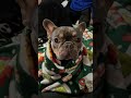 Cute pic of my dog #dogs #fypシ゚viral #cute #viralshort