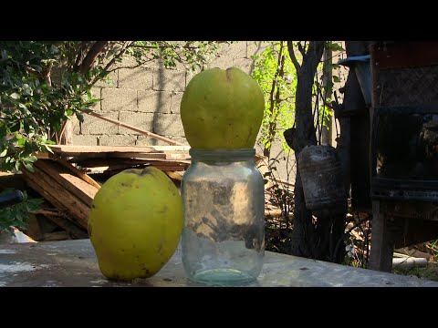 გიგანტური კომში