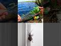 Learn Bug Insect Names for Kids at the Lake: Mosquito Butterfly Bee Praying Mantis Weevil