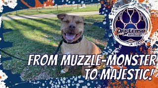 Chattanooga Dog Trainers - Coco Goes from a Muzzle-Monster to Majestic! by Off Leash K9 Training of the South 19 views 9 days ago 7 minutes, 24 seconds