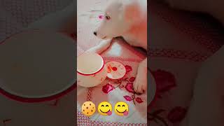 Download Lagu #viralsongs #saveron ka mere tu Suraj lage 💕#shortsyt #viral #rocky #dog #doglover 🌍🌍 MP3 Download Lagu #viralsongs #saveron ka mere tu Suraj lage 💕#shortsyt #viral #rocky #dog #doglover 🌍🌍 MP3
