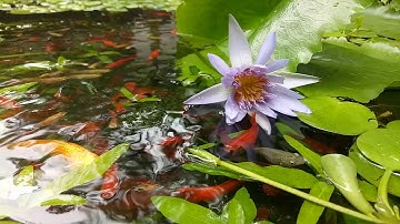 Nuôi cá hồ xi măng 2018 - Nuôi cá trân châu,  cá bình tích, cá hồng kim và cá bảy màu