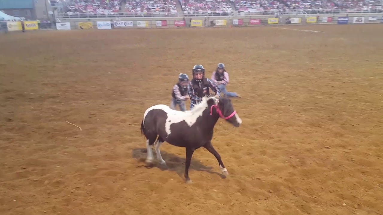 Wild Pony Racing Rodeos Sheridan WYO Rodeo Wild pony rides 2017 - YouTube
