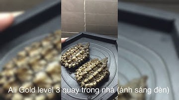 Tranh cãi về màu sắc của rùa cá sấu mai vàng