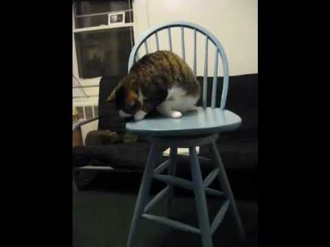 Hobbes vs Tail video phone beyonce mp3