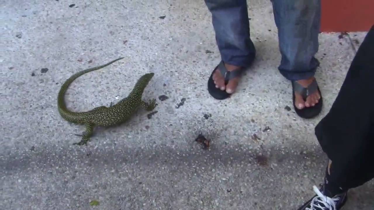 Chamorro Village Coconut Crab and Iguana YouTube