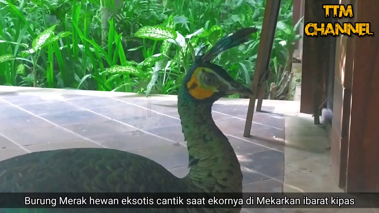 Burung Merak Yang Cantik, Langka dan Sudah Jinak Asli Indonesia dan