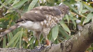 1060218台北大安公園鳳頭蒼鷹