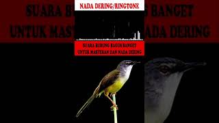 MASTERAN BURUNG SUARA KICAUAN CIBLEK GUNUNG GACOR NEMBAK ROLL KASARAN NADA DERING|RINGTONE PART-6