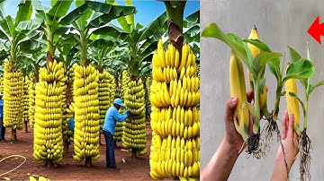 Advanced banana growing techniques help increase fruit yield, bringing high economic efficiency