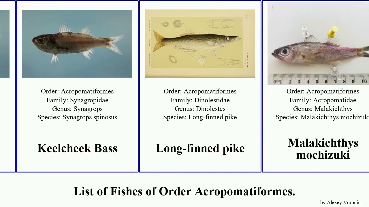 List of Fishes of Order Acropomatiformes. bass pacificus neoscombrops malakichthys blackmouth sea
