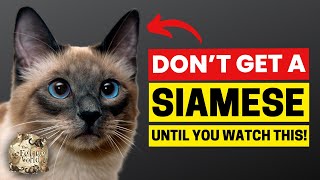 15 Things To Know BEFORE Owning A Siamese Cat