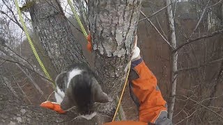 Why Former Lobbyist Spends Retirement Climbing Trees to Rescue Cats