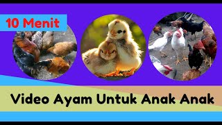 Video Ayam Untuk Hiburan Anak Anak - Video Anak Ayam Lucu - Aneka Jenis Ayam Untuk Anak Kecil