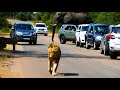 Young male lion getting huge future gomondwane bloodline zaza the brave kruger national park