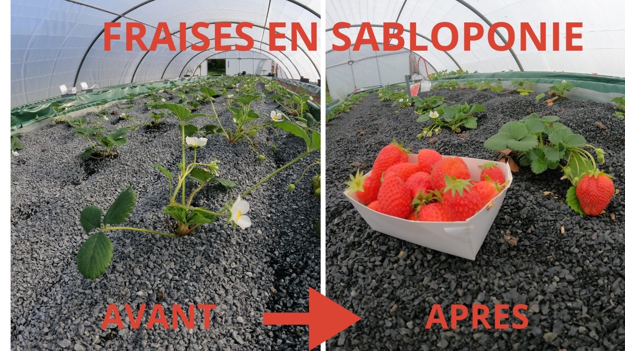Fraises en sabloponie