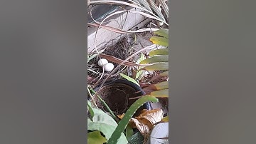 Bird nest and eggs #shortvideo #youtubeshorts #shorts #ytshorts #bird #birds #birdeggs