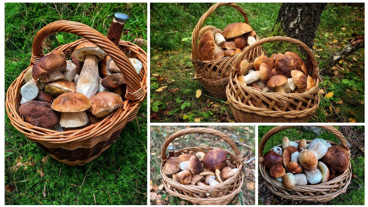 HUBY HRÍBY 2025 - to najlepšie z hubárskej sezóny 2025 / The best of the mushroom season 2025