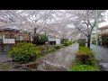 [4K] Tokyo Sakura Walk - Rain and Cherry Blossoms along Nomikawa Nature Path