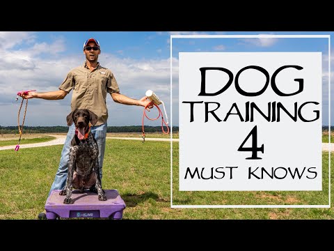 Video: Hvorfor du bør vedtage en hund fra en skærm