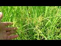 Weeds control in the rice field.