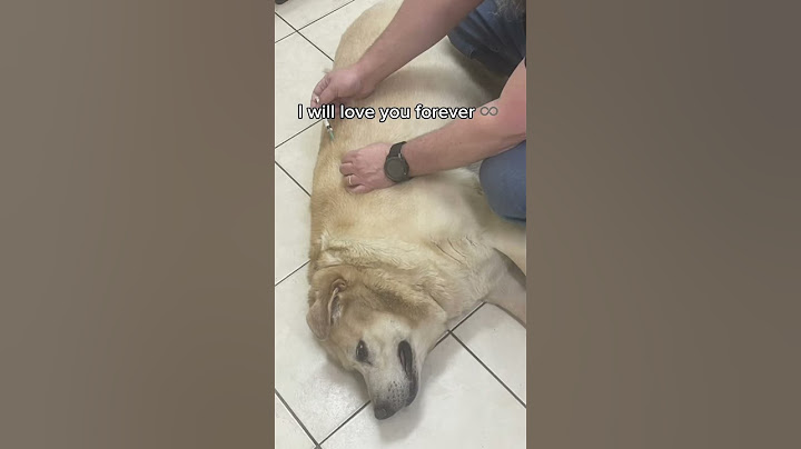 Thank you for everything 🐶❤️😭