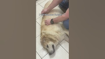 Thumbnail of Thank you for everything 🐶❤️😭
