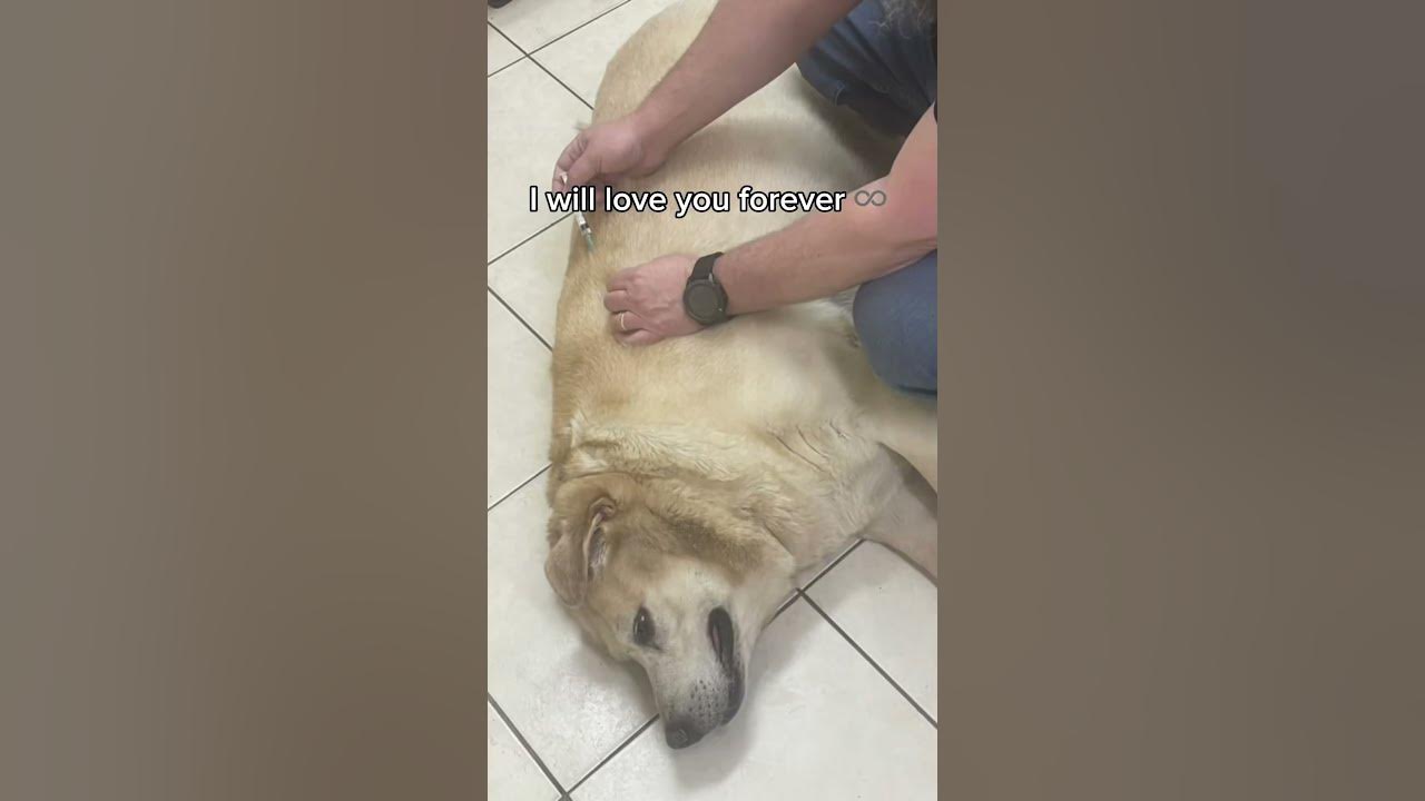 Thank you for everything 🐶❤️😭