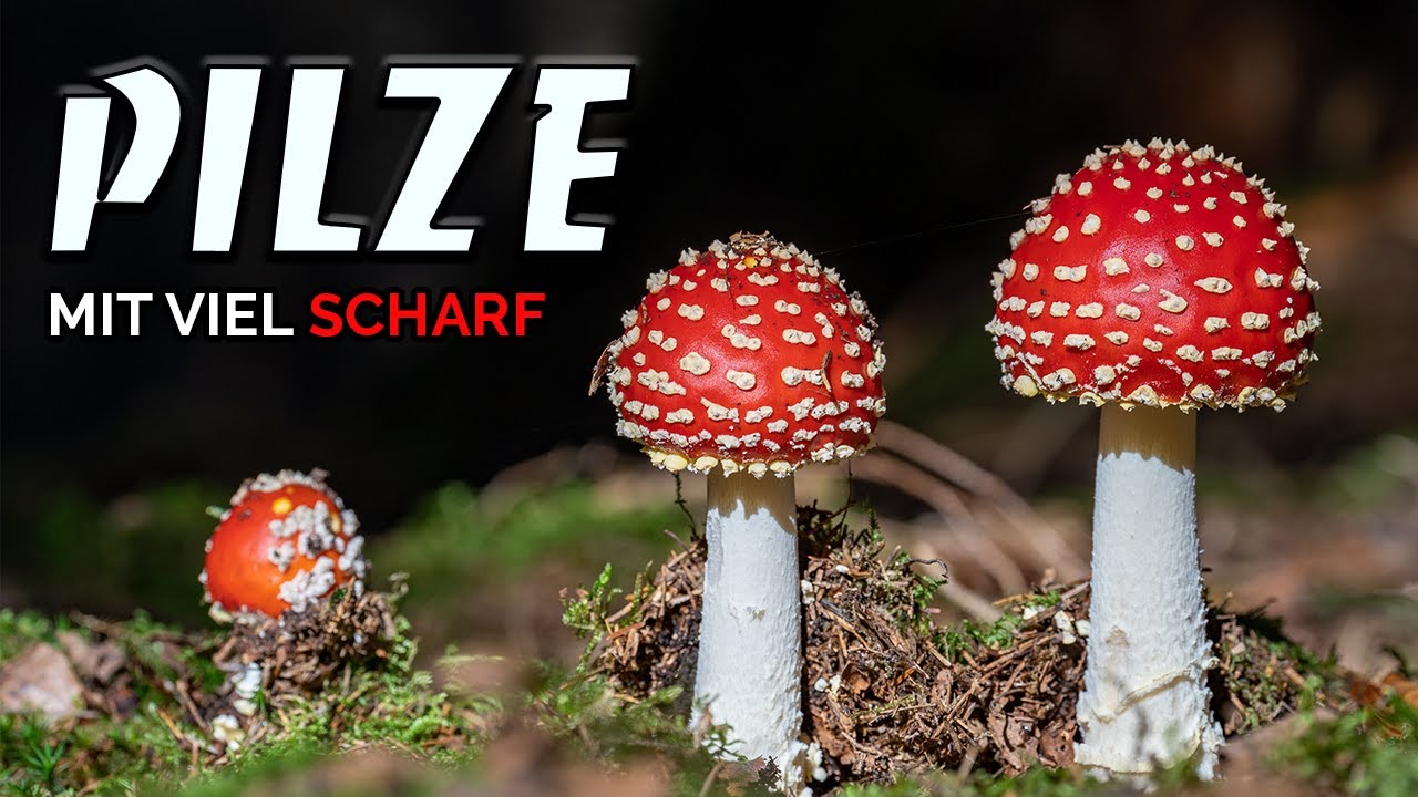 Pilze fotografieren - Magie im Wald