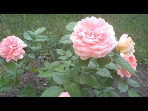 Розы первогодки Чипидейл Дип Импрешен, Шопен.