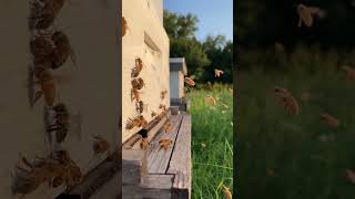 Bees Floating In Slow Motion