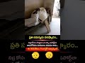 నిద్ర కోసం మాస్టర్ ప్లాన్! ఈ తెలివితేటలకు ఒక దండం!