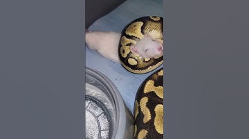 Ball Python Feeding #1