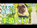 【お揃いの手ぬぐい】おかあさんの手作りマスクとお揃いの手ぬぐいを巻いたパグ犬小虎[パグログ-0229]