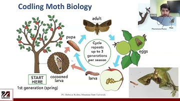 Eco-Friendly IPM Approaches for Codling Moth Management