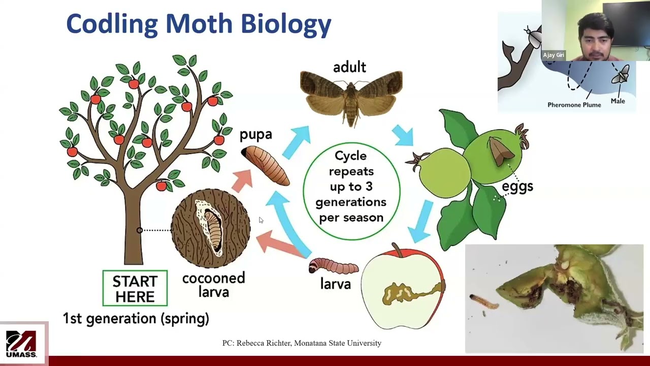 Eco-Friendly IPM Approaches for Codling Moth Management