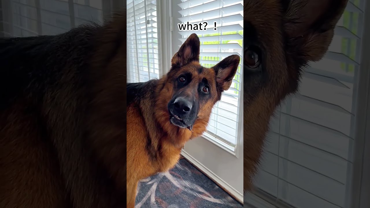 Proof Dogs Understand English Dog Animal Shorts