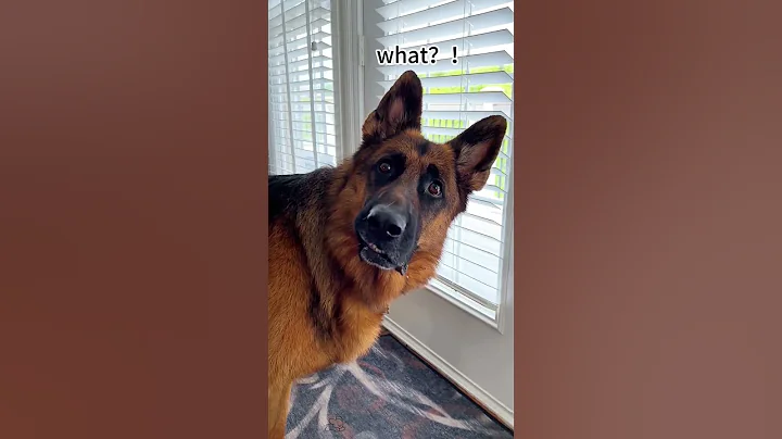 Proof Dogs Understand English 🐶👀 #dog #animal #shorts